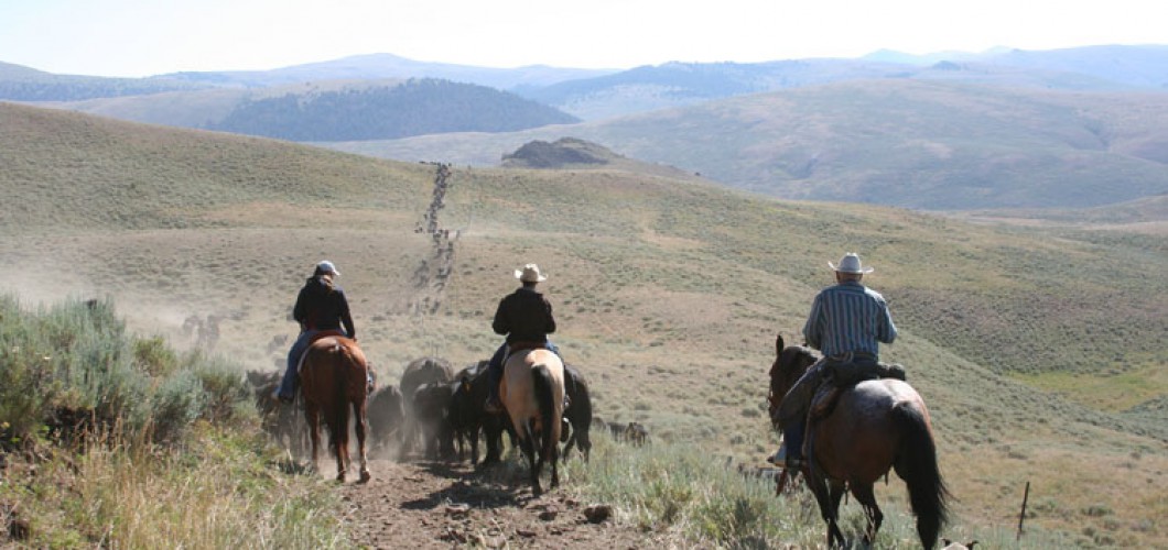 Montana (44)
